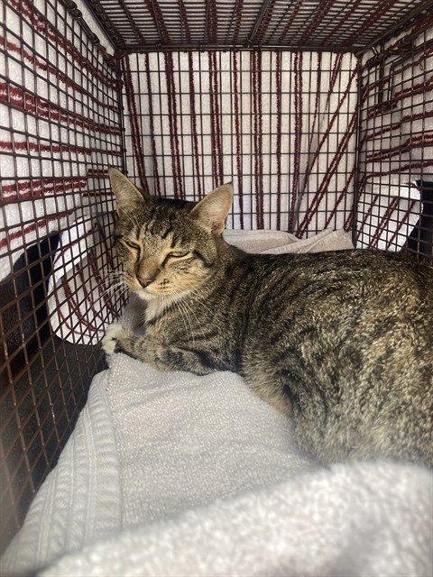 Shelter Stray Male Cat last seen Near BLK N PARAMOUNT BLVD, LONG BEACH, CA, 90805, 7700 E Spring St, Long Beach, CA 90815, USA
