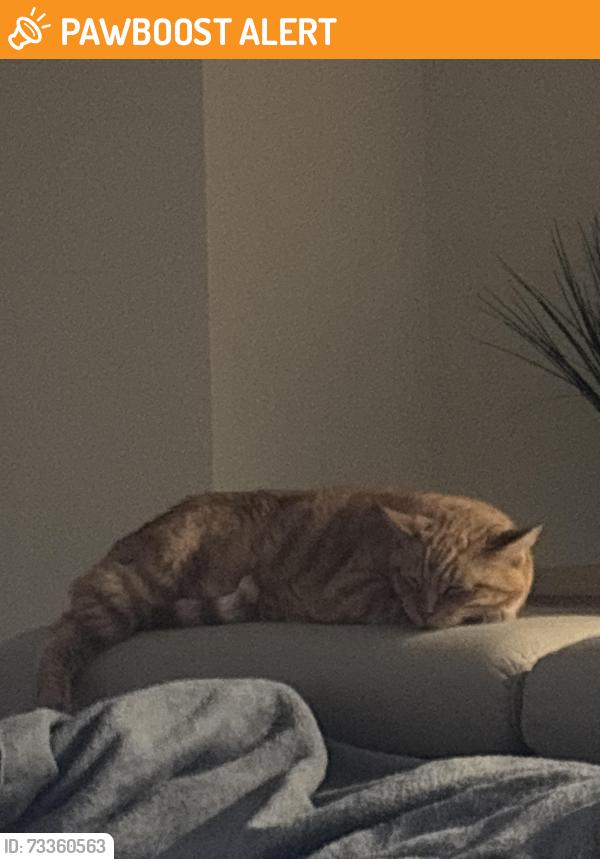 Found/Stray Male Cat last seen Highway, North Myrtle Beach, SC 29582