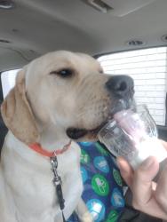 Lost Male Dog last seen Near, Milaca, MN 56353