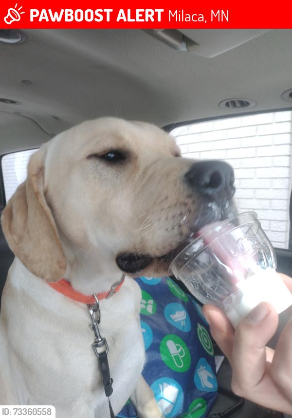 Lost Male Dog last seen Near, Milaca, MN 56353