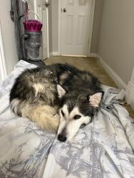 Reunited Male Dog last seen Hongkong City Mall, Wilcrest, Houston, TX 77072