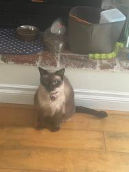 Reunited Female Cat last seen Vista Way, Oceanside, Oceanside, CA 92054