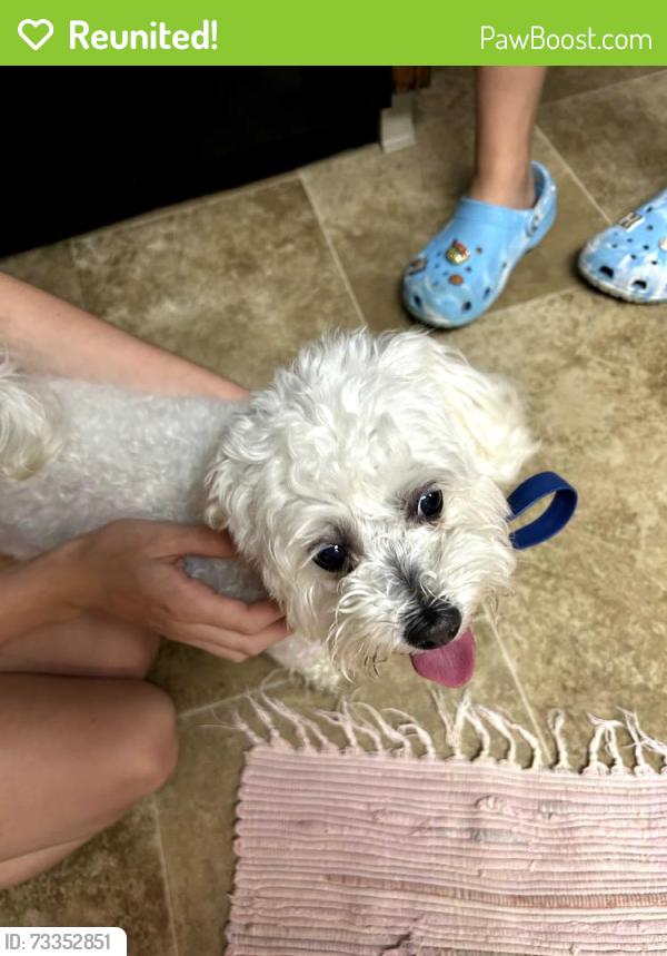 Reunited Female Dog last seen Main street abd grebeck street pittston,PA, Main St, PA 18641
