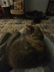 Reunited Female Cat last seen Genesee and Mohawk, Pontiac, MI 48341