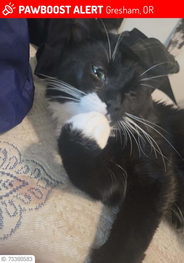 Lost Male Cat last seen Burnside, Gresham, OR 97030