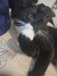 Lost Male Cat last seen Burnside, Gresham, OR 97030