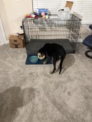 Reunited Male Dog last seen He was seen running through the trees behind the group of buildings at the location listed, Kennesaw, GA 30144