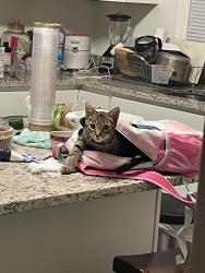 Lost Male Cat last seen Devonshire dr, East Windsor, NJ 08512