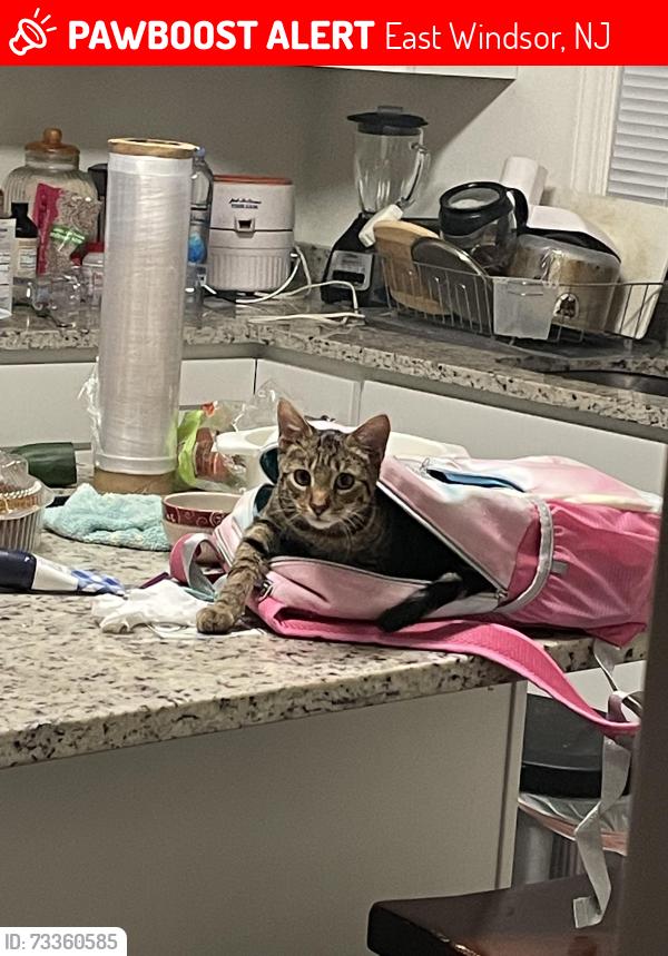 Lost Male Cat last seen Devonshire dr, East Windsor, NJ 08512