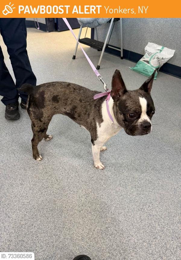 Found/Stray Female Dog last seen Dodson School, Yonkers, NY 10710