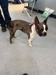 Found/Stray Female Dog last seen Dodson School, Yonkers, NY 10710