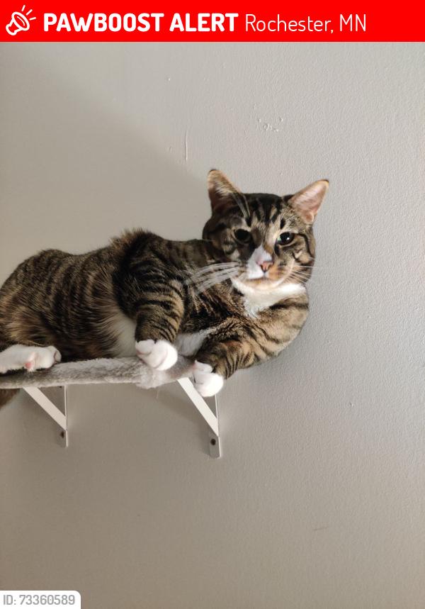 Lost Male Cat last seen Winchester apmts, Rochester, MN 55901