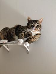 Lost Male Cat last seen Winchester apmts, Rochester, MN 55901