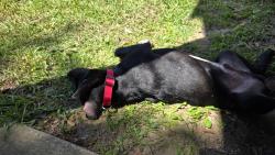 Found/Stray Male Dog last seen Creeks Edge s, Fayetteville, NC 28304