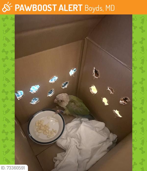 Found/Stray Unknown Bird last seen Near Country Meadow Rd, Boyds, MD 20841