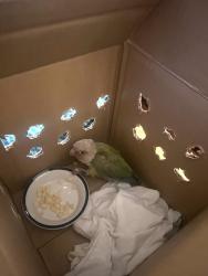 Found/Stray Unknown Bird last seen Near Country Meadow Rd, Boyds, MD 20841