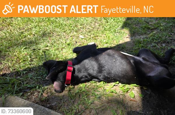 Found/Stray Male Dog last seen Creeks Edge s, Fayetteville, NC 28304