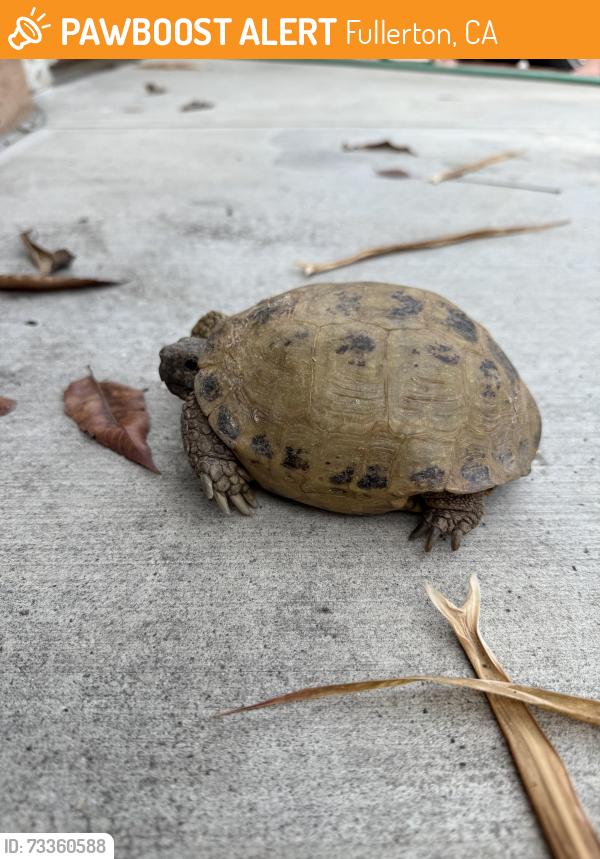 Found/Stray Unknown Reptile last seen Santa Clara & Costa Ct, Fullerton, CA 92831