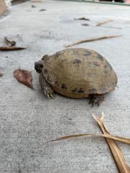 Found/Stray Unknown Reptile last seen Santa Clara & Costa Ct, Fullerton, CA 92831
