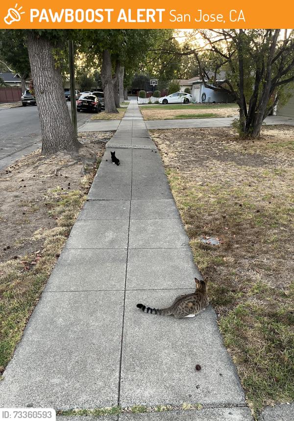 Found/Stray Unknown Cat last seen Redoaks and Greentree intersection., San Jose, CA 95128