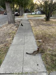 Found/Stray Unknown Cat last seen Redoaks and Greentree intersection., San Jose, CA 95128