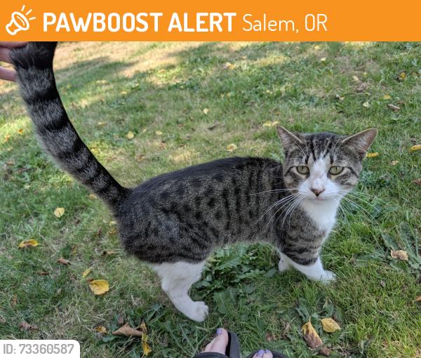 Found/Stray Unknown Cat last seen Salem Fairgrounds, Salem, OR 97302