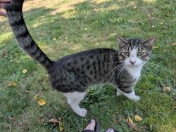 Found/Stray Unknown Cat last seen Salem Fairgrounds, Salem, OR 97302