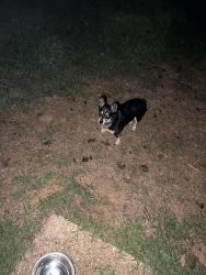 Found/Stray Female Dog last seen Jordan Narron Rd, Clayton, NC 27527