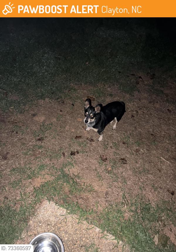 Found/Stray Female Dog last seen Jordan Narron Rd, Clayton, NC 27527