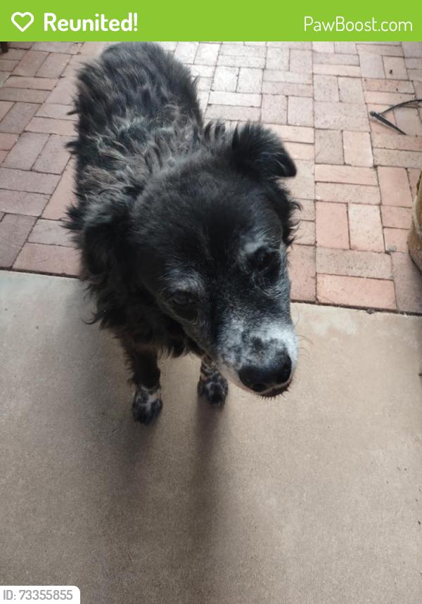 Reunited Unknown Dog last seen Euclid & 16 St, Phoenix, AZ 85042