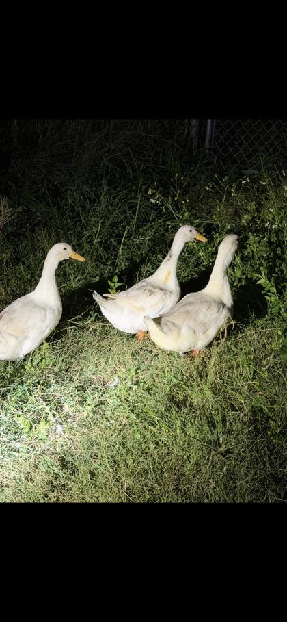 Shelter Stray Unknown Duck last seen Near N FLORIDA AVE, Hernando, FL, 4030 S Airport Rd, Inverness, FL 34450, USA