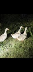 Shelter Stray Unknown Duck last seen Near N FLORIDA AVE, Hernando, FL, 4030 S Airport Rd, Inverness, FL 34450, USA