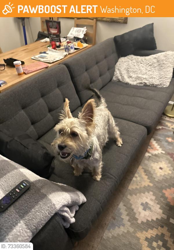Found/Stray Male Dog last seen 36th pl se, Washington, DC 20020