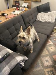 Found/Stray Male Dog last seen 36th pl se, Washington, DC 20020
