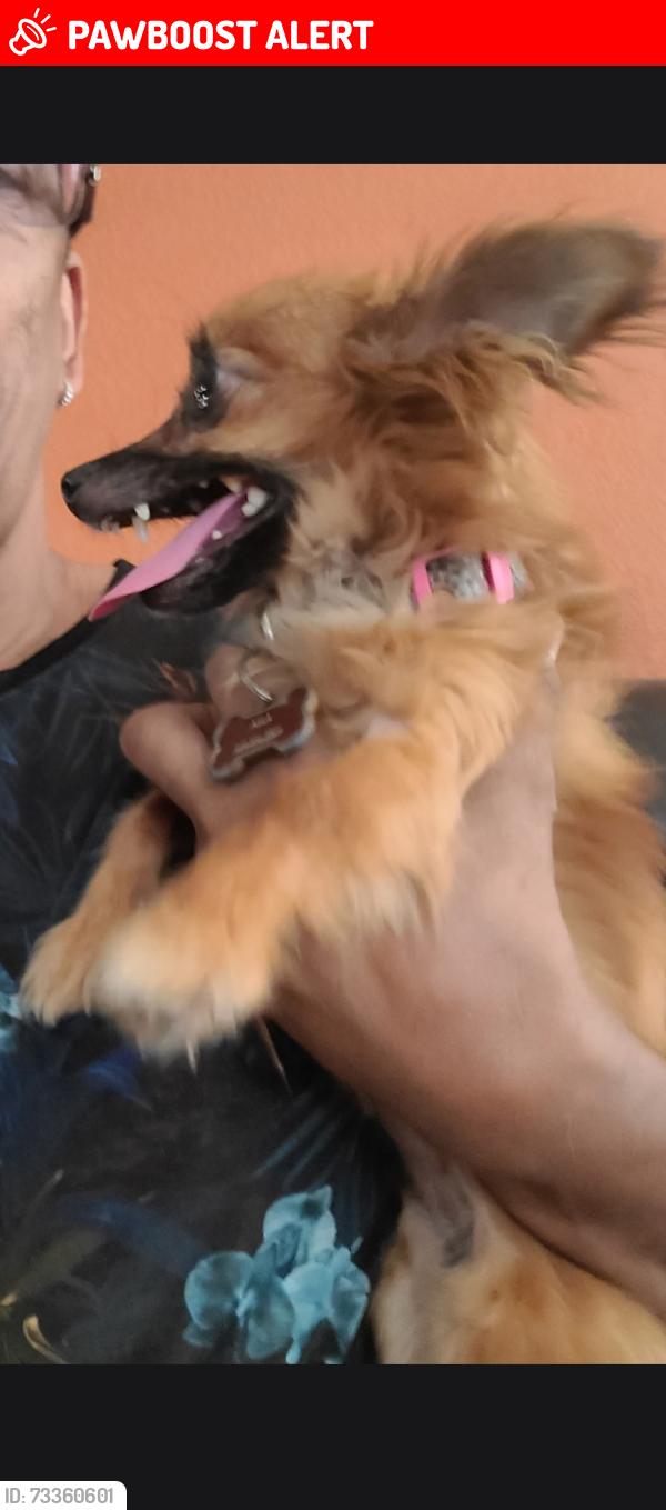 Lost Female Dog last seen Rancho Cucamonga near Victoria groves elementary and park, Rancho Cucamonga, CA 91701