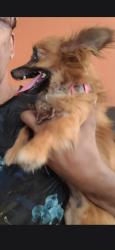 Lost Female Dog last seen Rancho Cucamonga near Victoria groves elementary and park, Rancho Cucamonga, CA 91701