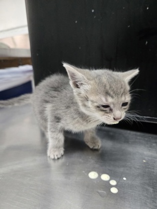 Shelter Stray Female Cat last seen Oakland, Oakland,, 1101 29th Ave, Oakland, CA 94601, USA