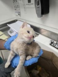 Shelter Stray Male Cat last seen Oakland, Oakland,, 1101 29th Ave, Oakland, CA 94601, USA