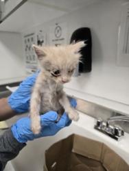 Shelter Stray Male Cat last seen Oakland, Oakland,, 1101 29th Ave, Oakland, CA 94601, USA