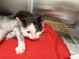 Shelter Stray Female Cat last seen Near US 80 Frontage Rd, 75150, TX, 1650 Gross Rd, Mesquite, TX 75149, USA