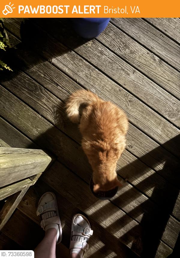 Found/Stray Female Cat last seen Near Campground Rd, Bristol, VA 24201