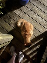 Found/Stray Female Cat last seen Near Campground Rd, Bristol, VA 24201