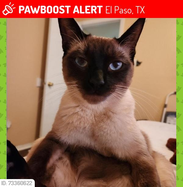 Lost Male Cat last seen Tierra oso / tierra venado, El Paso, TX 79938