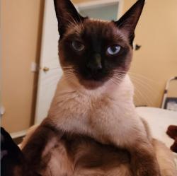 Lost Male Cat last seen Tierra oso / tierra venado, El Paso, TX 79938