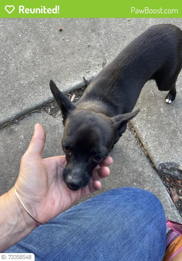 Reunited Female Dog last seen Hamilton School, Stockton, CA 95202