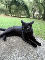 Lost Male Cat last seen Thomas Road Spartanburg, SC 29302, Spartanburg, SC 29302
