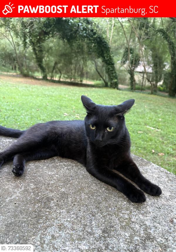 Lost Male Cat last seen Thomas Road Spartanburg, SC 29302, Spartanburg, SC 29302