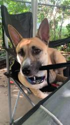 Lost Female Dog last seen Buffalo ave, Cleburne, TX 76033