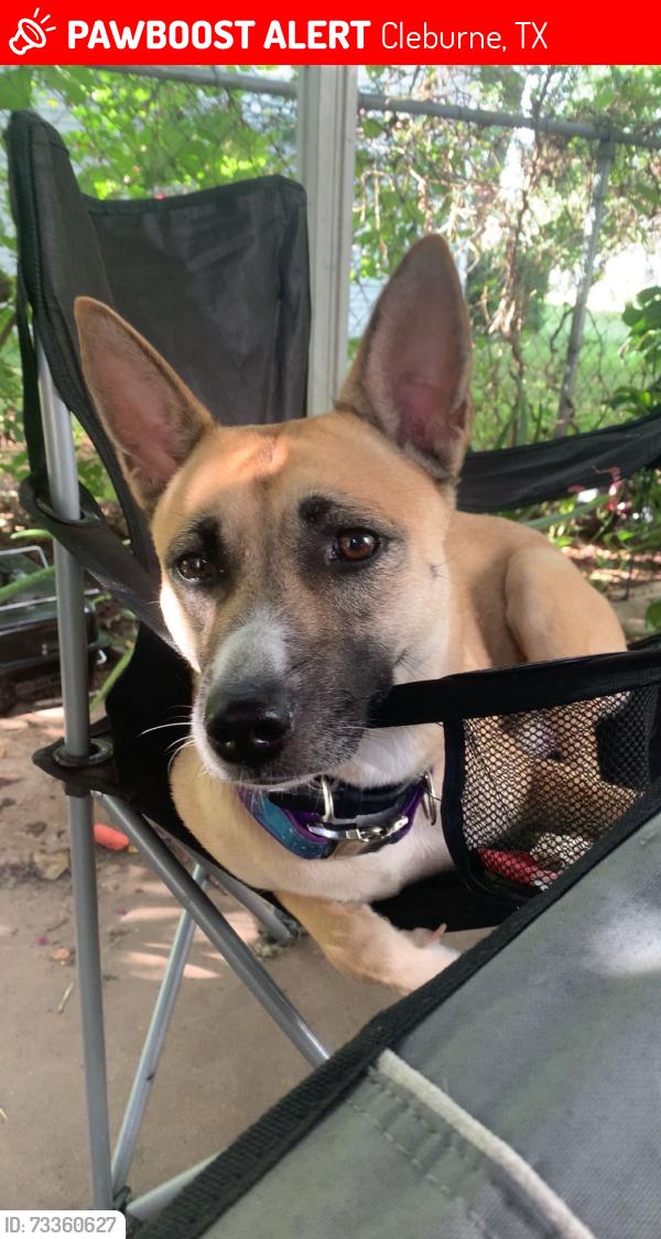Lost Female Dog last seen Buffalo ave, Cleburne, TX 76033