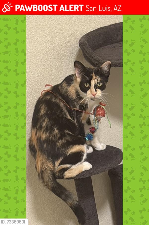 Lost Female Cat last seen SAN Luis az Santa Cecilia 4, San Luis, AZ 85349